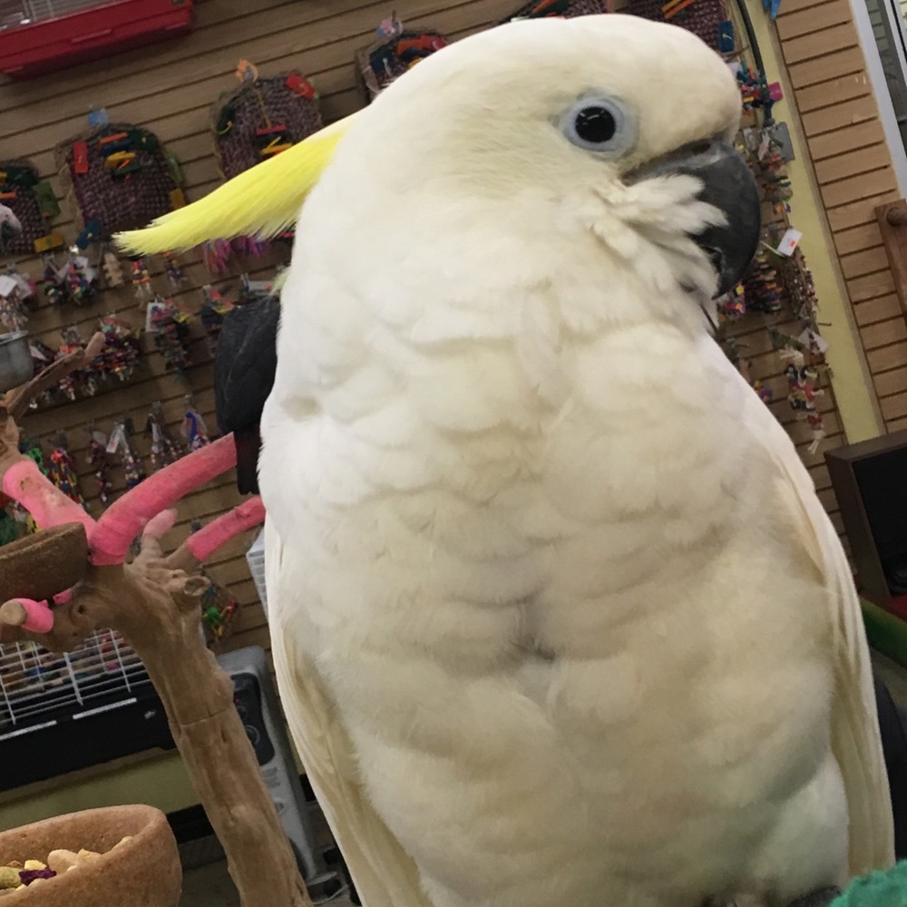 Meet your Posher, Hope